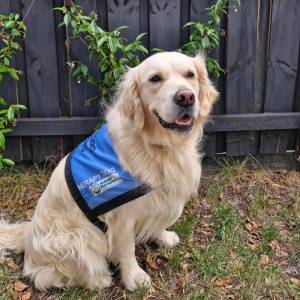 Image for Coco the emotional support dog